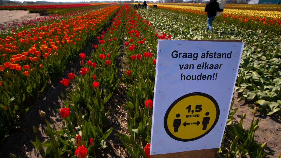 En skylt manar till avstånd på ett tulpanfält i Lisse, Nederländerna. Arkivbild.