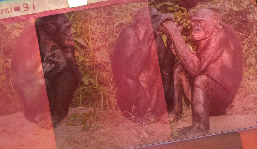Släkting till människan: bonobon leker helst hela dagarna, är vänskapligheten själv och blir egentligen aldrig vuxen.