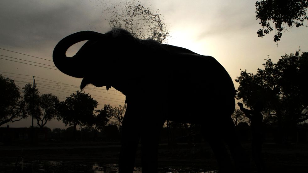 En elefant som dödat fem människor i Indien ska försöka tämjas sedan den fångats in. Arkivbild.