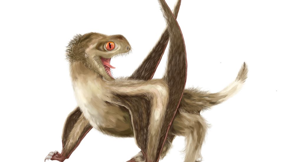 Forskare tror sig ha hittat bevis för att även flygödlor hade fjädrar, ungefär som dagens fåglar och dinosaurierna hade.