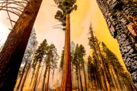 Skogsbränder i Kalifornien, USA under 2021. Extrema väderhändelser som skyfall och översvämningar väntas bli vanligare och mer intensiva i framtiden.