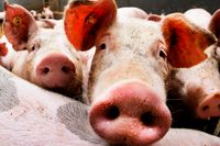 Nära 5 000 grisar har avlivats på grund av att salmonella upptäckts på flera skånska gårdar. Arkivbild.