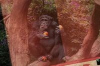 Teorin om ”Homo economicus” visade sig stämma när man studerade schimpanser – men inte alls lika bra på människor.