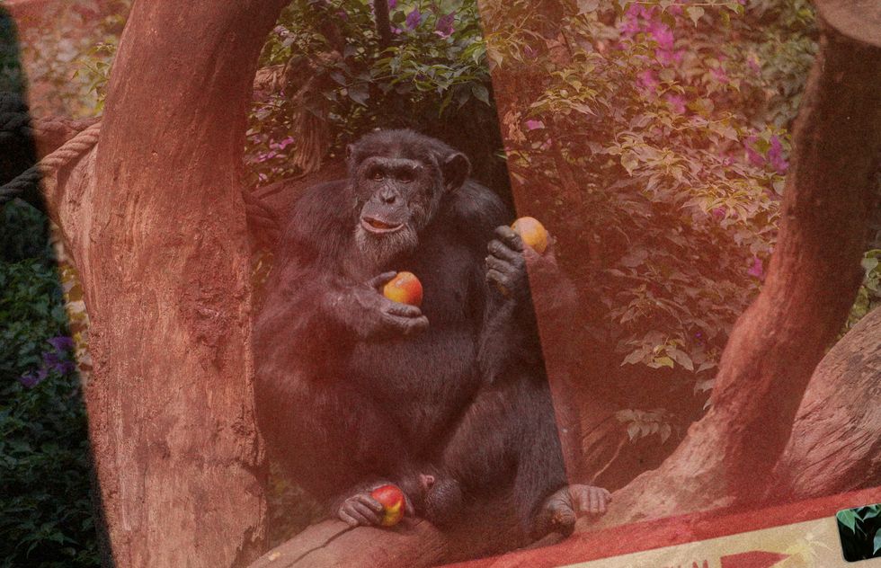 Teorin om ”Homo economicus” visade sig stämma när man studerade schimpanser – men inte alls lika bra på människor.