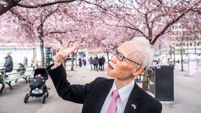 Masaki Noke, Japans ambassadör i Sverige, berättar om vad körsbärsblomningen betyder – och varför den kommer med ett visst vemod.