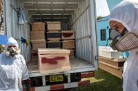 Begravningsarbetare lastar ur kistor med kvarlevorna av personer som misstänks ha avlidit i sviterna av det nya coronaviruset i Perus huvudstad Lima.