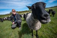 Fårbonden Jörgen Rasmusson i fårhagen på Eksholmens gård en bit utanför Svedala i Skåne. Han och hustrun Piamaria Rasmusson välkomnar det högre avräkningspriset på lamm, men hoppas att fler konsumenter väljer svenskproducerat lammkött i framtiden.