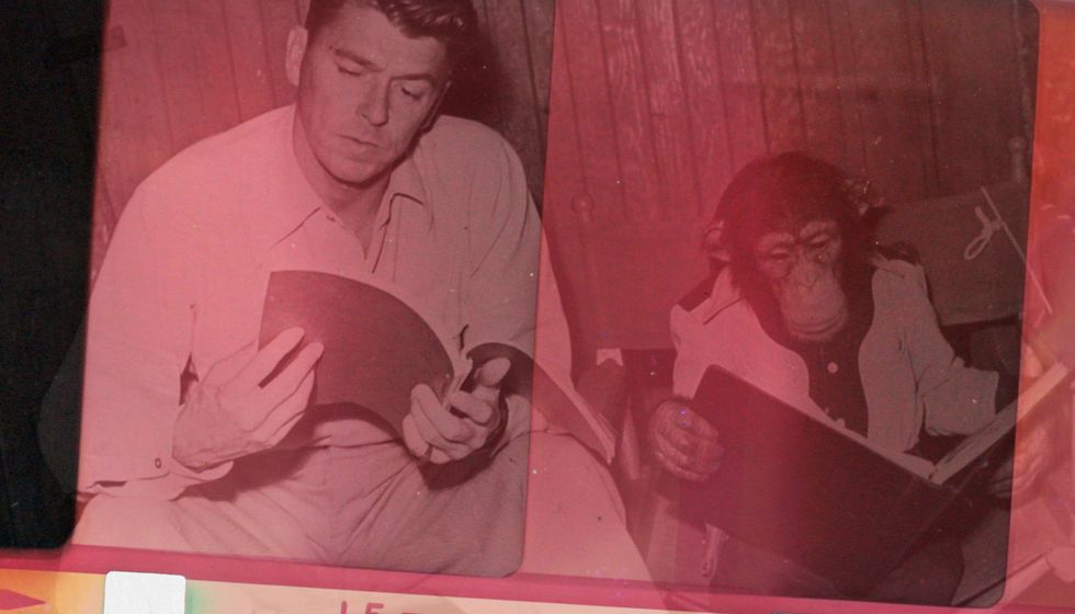 Apor kan vara både starkare och smartare än människor. De är dessutom bättre på att hålla ett pokerface. Bild från inspelningen av ”Bedtime for Bonzo” från 1951 med Ronald Reagan i en av huvudrollerna.