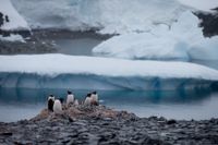 Pingviner nära en chilensk forskningsstation på den antarktiska ön Seymour.