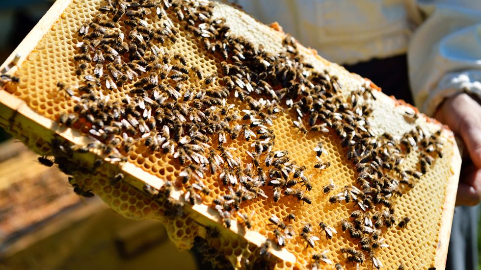 Bina framställer honungen av blommornas nektar och lagrar den i bikupan för kommande behov. Arkivbild.