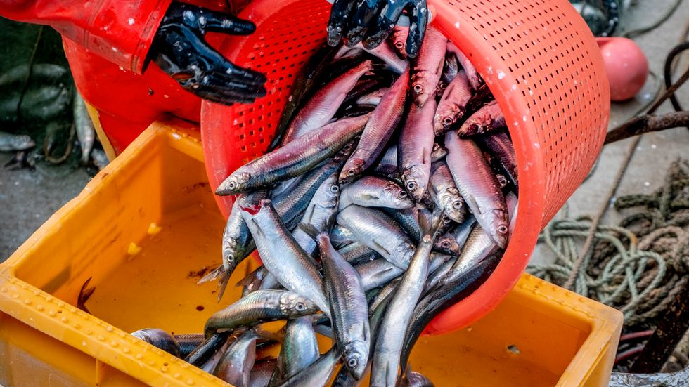 Värna det småskaliga fisket i stället för enorma industritrålare, manar debattörerna.