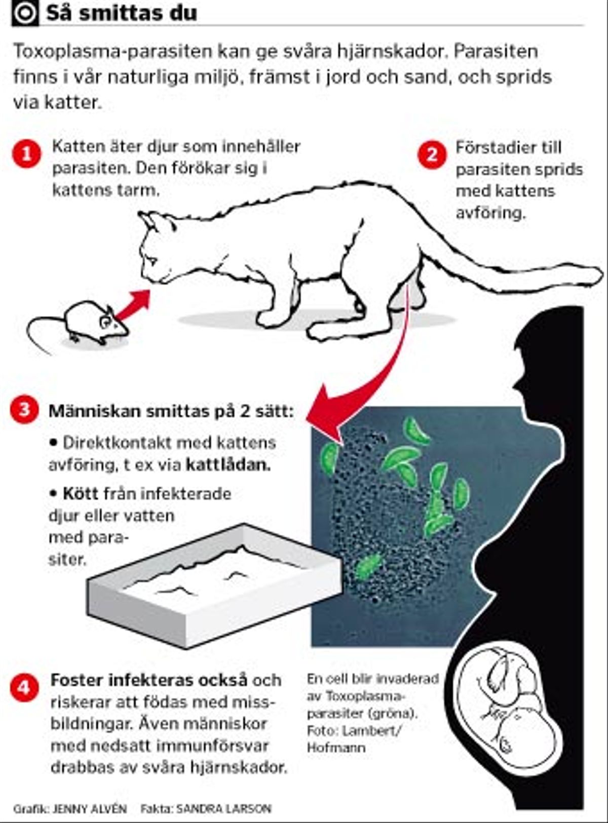 Siege grinende Fejde Gen som gör katt farlig för gravid funnen | SvD