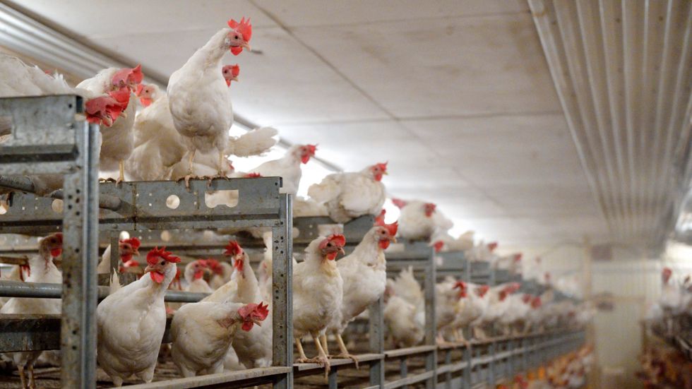 Utbudet av ägg till påsk hotas av ett omfattande utbrott av fågelinfluensa på en gård i Mönsterås. Arkivbild.