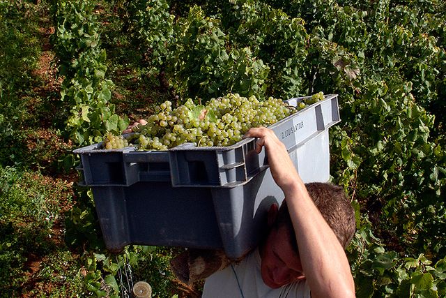 Nu är vinskörden avslutad i hela Europa. I stort sett. I Skåne hänger druvorna fortfarande kvar – men tack vare värmen de senaste veckorna är det dags för skördestart mycket snart.