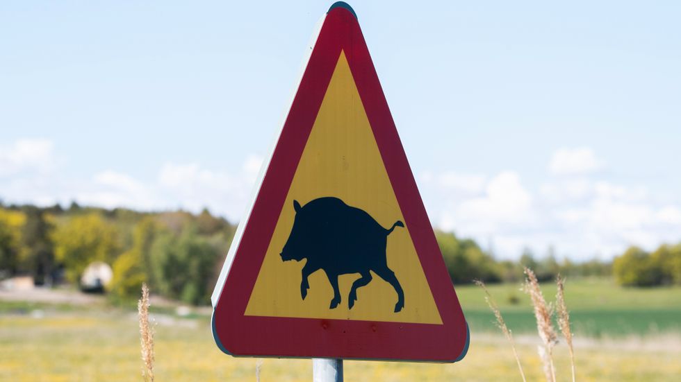 Norska livsmedelsmyndigheten ska betala för vildsvin som skjutits i Norge. Arkivbild.