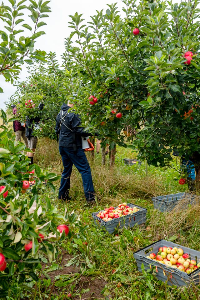 Det är ett bra äppelår i Skåne. På de flesta odlingar dignar träden av frukt.