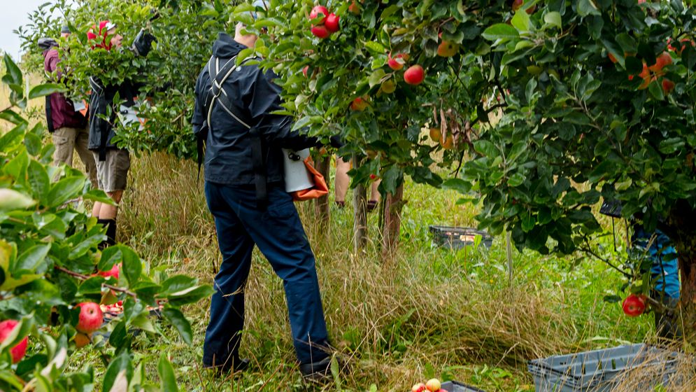 Det är ett bra äppelår i Skåne. På de flesta odlingar dignar träden av frukt.