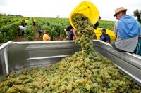 Vindruvorna skördas rekordtidigt i år vid Château Carbonnieux i södra Bordeaux, Frankrike.