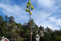 I dag är plantan fem meter hög – något den uppnådde på bara fyra månader.