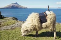 Utrustade med kameror på ryggen har man låtit fåren filma Färöarna i 360-grader. Längre ner i artikeln finns en 360-gradersvideo från ett av fåren.