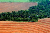 Regnskog har avskogats för att ge plats åt odling av sojabönor, i den här bilden tagen i Novo Progreso i Brasilien 2004.