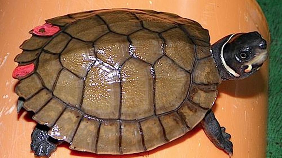 Filippinsk skogssköldpadda, här räddad efter att ha smugglats i en resväska.