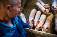 Sloganen "svenska grisar har knorr" blev en väckarklocka för många konsumenter om skillnaden i uppfödningen, säger grisbonden Mats Sonander.