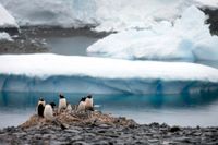 Fem månader med pingviner i Antarktis, det är en av förmånerna med jobbet på postkontoret i Port Lockroy. Arkivbild.