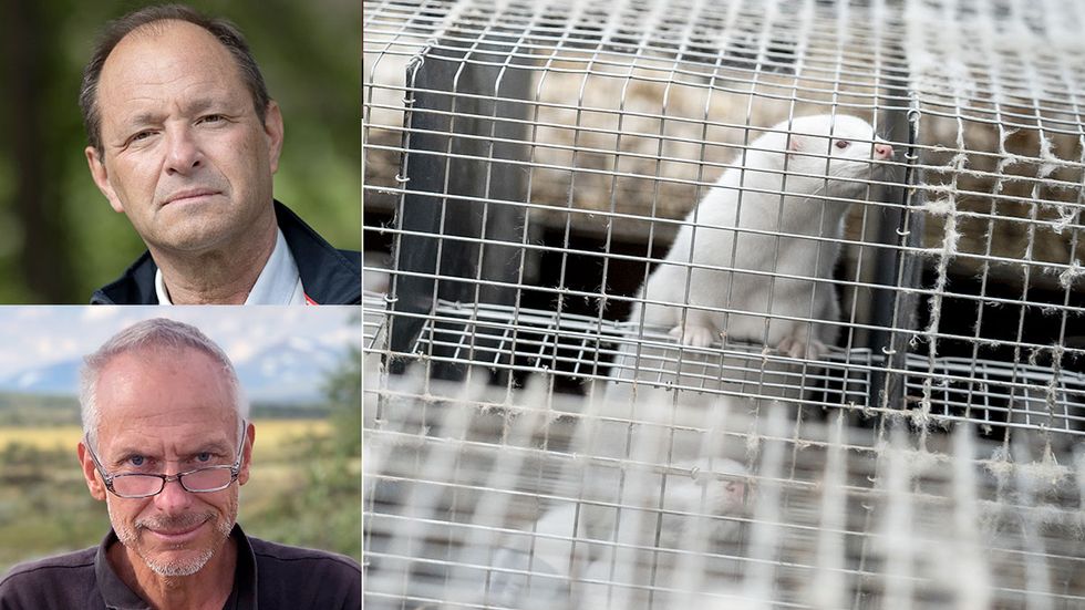Björn Olsen och Magnus Gisslén varnar för att låta minkar vara kvar på svenska farmer. 