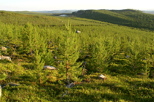 Om plantageskogsbruket får fortsätta kommer stora delar av resterande skogslandskap att även det bli artfattiga tall monokulturer, skriver Stig-Olof Holm.