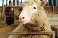 Stamcellerna erövrade världen med det klonade fåret Dolly 1997.