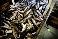 Forskningsrådet Ices, som gör årliga rekommendationer till EU om kommande fiske, vill helt stoppa fångsten av torsk i Östersjön öster om Bornholm. Det största problemet för torsken just nu är dock inte fisket, utan brist på föda. Arkivbild.