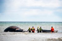 Den strandade knölvalen på Öland får ligga kvar. Beslut om dess öde tas i nästa vecka.