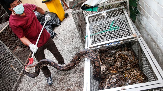 Infångade ormar i Bangkok samlas för att släppas ut i vildmarken. Thailand har ett ökande problem med ormar i städer: 2013 fångades cirka 16 000 ormar i Bangkok – 2022 var den siffran uppe i 60 000.