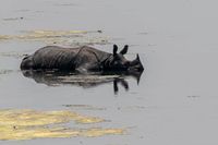 En noshörning i Bardiya National Park i Nepal.