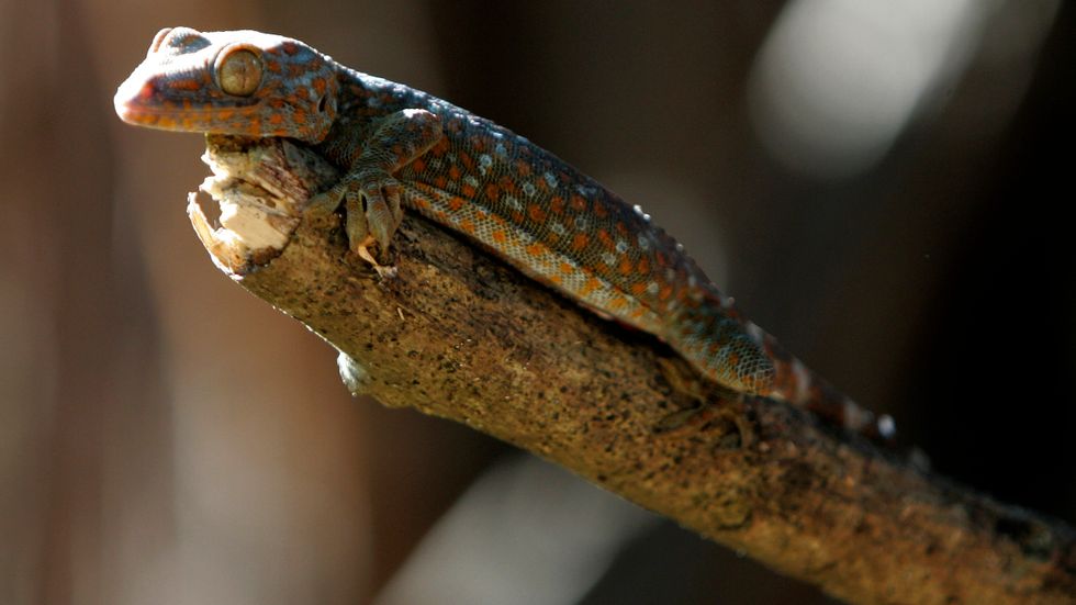 Hundratals djur, bland annat geckoödlor, har beslagtagits i Malaysia. Arkivbild.