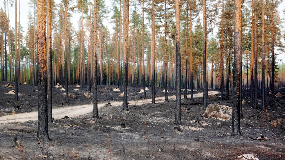 Bränd skog efter skogsbrand i Ljusdals kommun, i närheten av Ängra och Huskölen. Arkivbild.