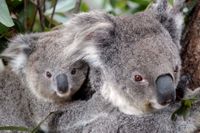 Två koalor på ett zoo i Singapore. Vilda koalor har drabbats hårt av de omfattande bränder som har drabbat Australien. Arkivbild.