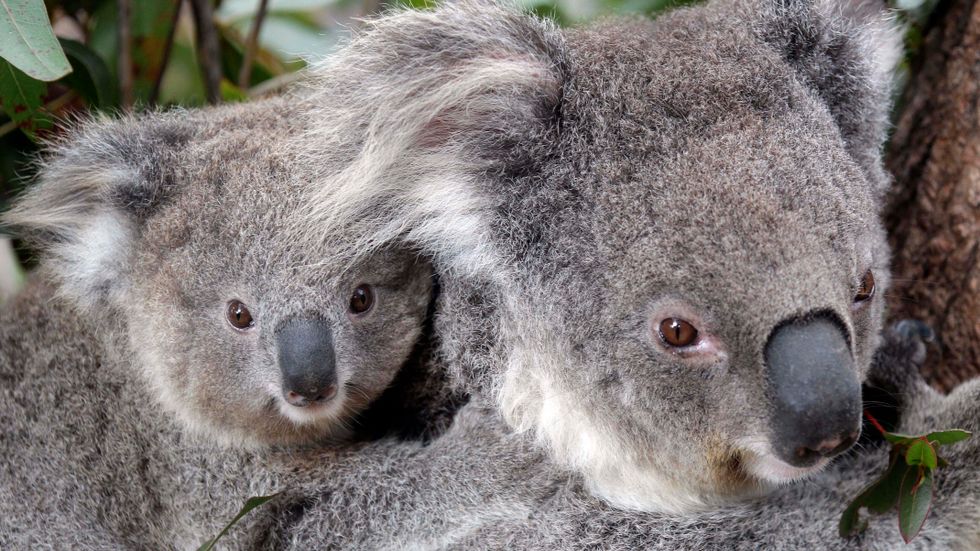 Två koalor på ett zoo i Singapore. Vilda koalor har drabbats hårt av de omfattande bränder som har drabbat Australien. Arkivbild.
