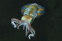 Den karibiska tioarmade bläckfisken kommunicerar med färg.
