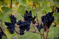 Druvor för vinproduktion odlas på många ställen i världen, även i Sverige.