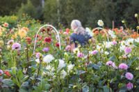 8 vackra svenska trädgårdar