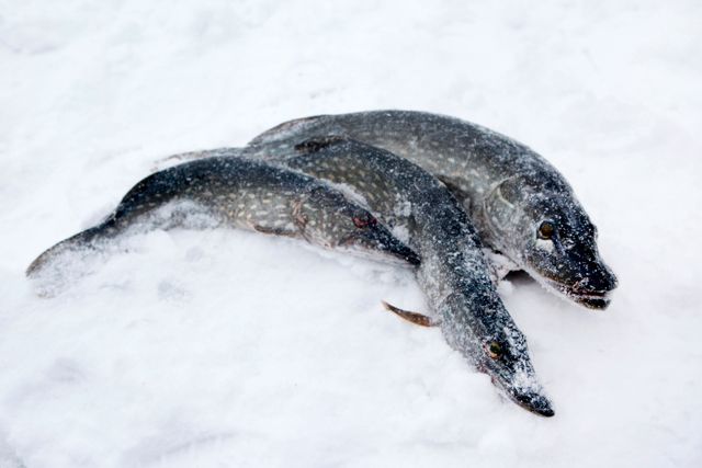 Visste du att ... Den största gäddan som fiskats upp i Sverige vägde 21,07 kilo och var 128 centimeter lång! Rekordet sattes 2016 vid Vättern. Det är inte gäddorna på bilden som är störst!