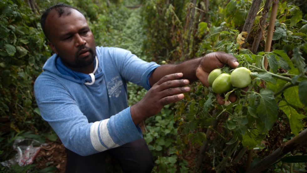 Tomatodlare i Sri Lanka visar upp sin sjukdomsangripna odling.
