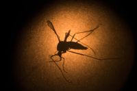 Myggan Aedes aegypti, som kan sprida sjukdomar som gula febern och dengue-feber, fotograferad genom ett mikroskop. 