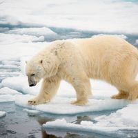 Isbjörn i Arktis.