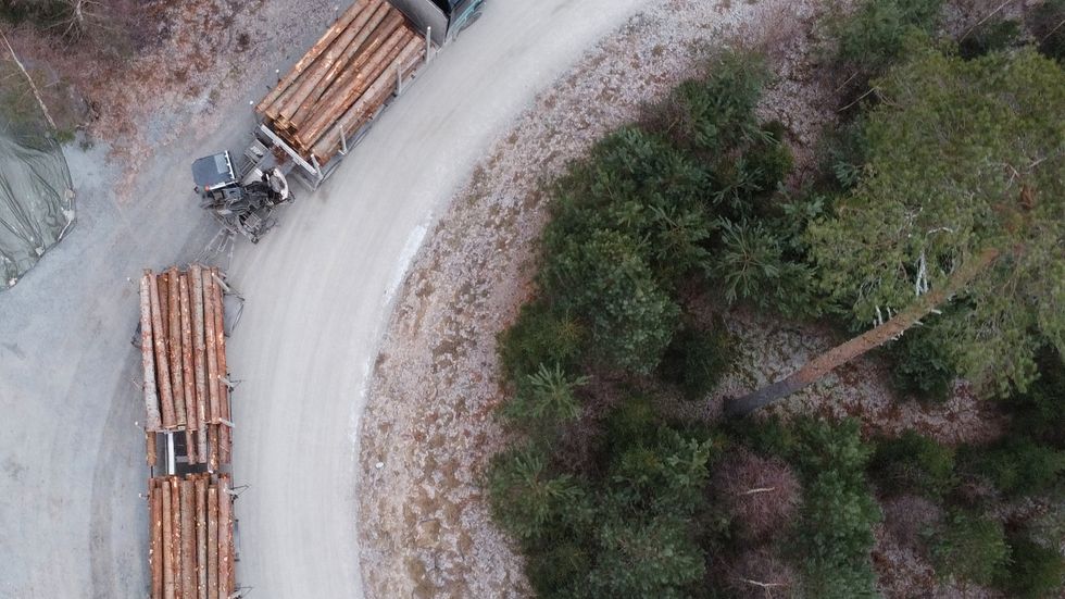 En timmerbil lastar timmer vid en avverkning i en skog i Enköping. Arkivbild.