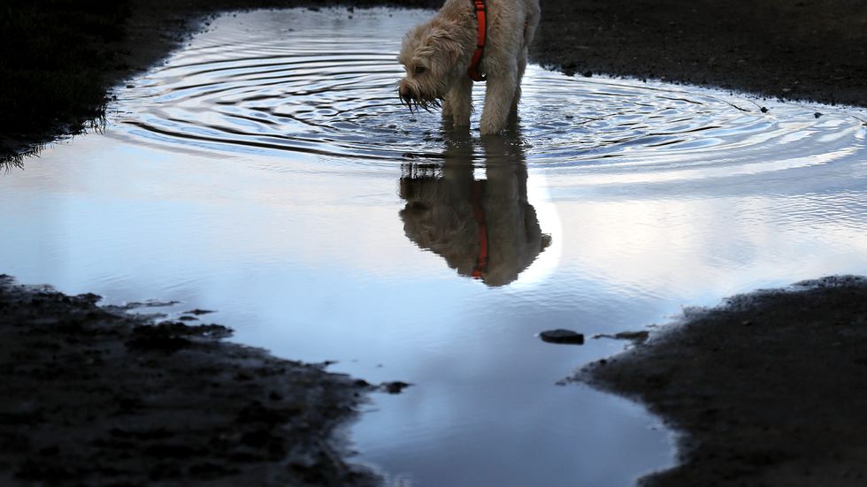 Hundar kan smittas av bakteriesjukdomen leptospiros via exempelvis vattenpölar. Arkivbild.