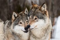 Skandinaviska vargar saknar inslag av hund men har stora genetiska likheter med vargar i Finland och Ryssland. Arkivbild.