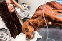 Dottern Natasha Aksnes, var på djurkliniken när hunden Bianca dog. 